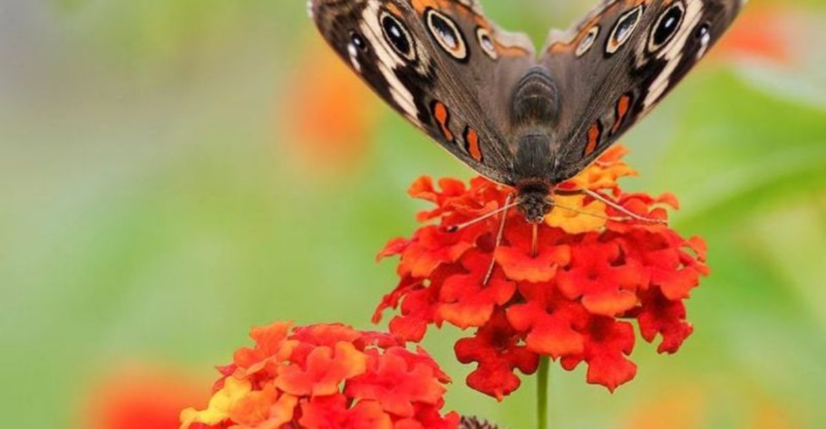 9 Florida Flowers That Keep Blooming Even When The Heat Gets Brutal