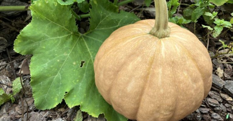 9 Vegetables Florida Gardeners Should Plant In April For The Best Results