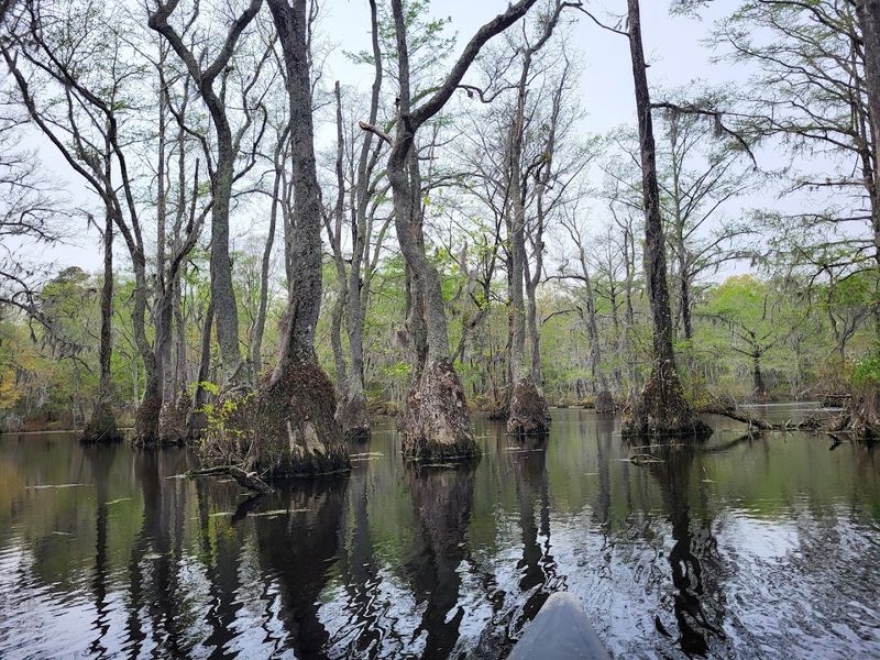 Merchants Millpond State Park - Gatesville, North Carolina