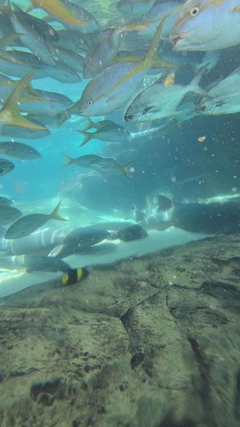 The Grand Reef: Snorkeling with Sharks and Rays