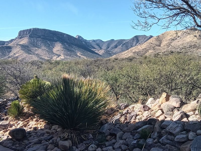 This little-known Arizona park is far off the beaten path 10 Bats — The Cave's Most Surprising Residents