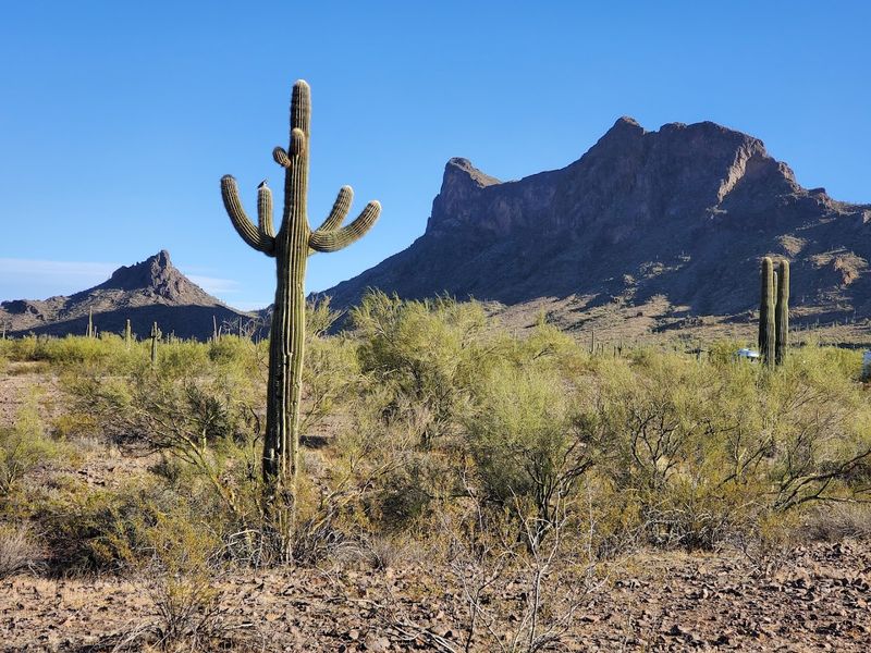 Incredible Saguaro Cactus Scenery Throughout the Park