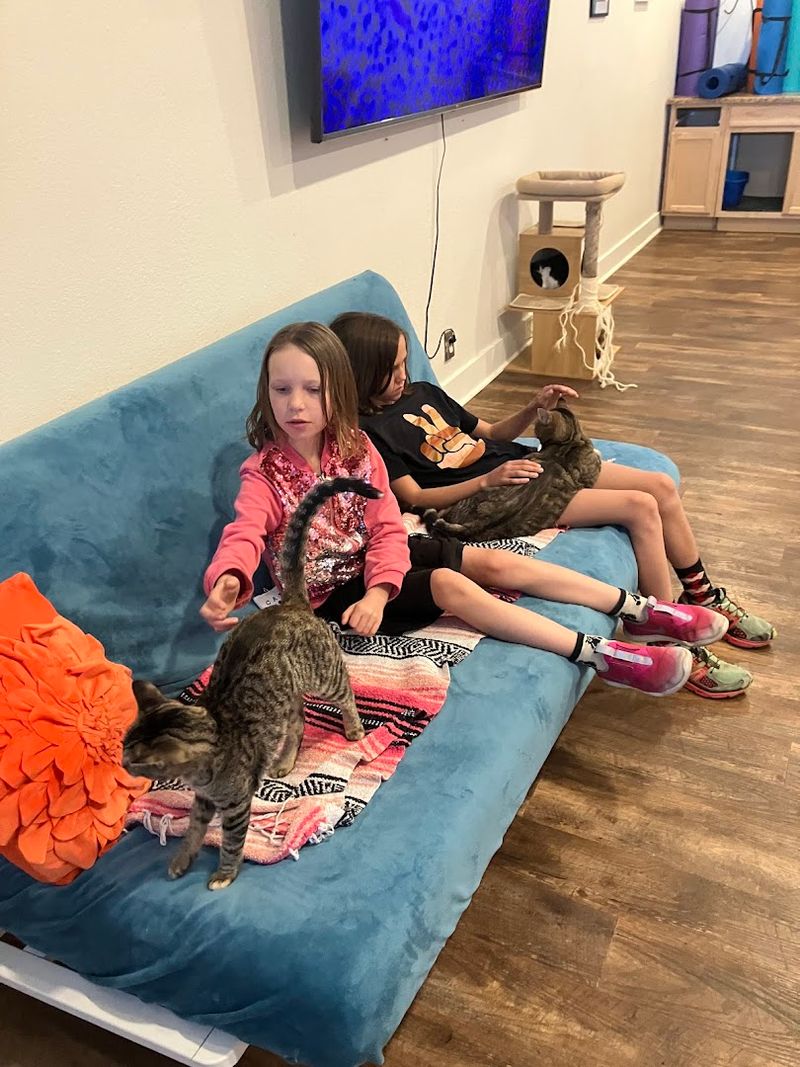 This Arizona Cat Cafe Has Become The Kind Of Wholesome Hidden Gem Animal Lovers Can't Stop Talking About 9 Special Events Like Cat Bingo That Make Every Visit Unique