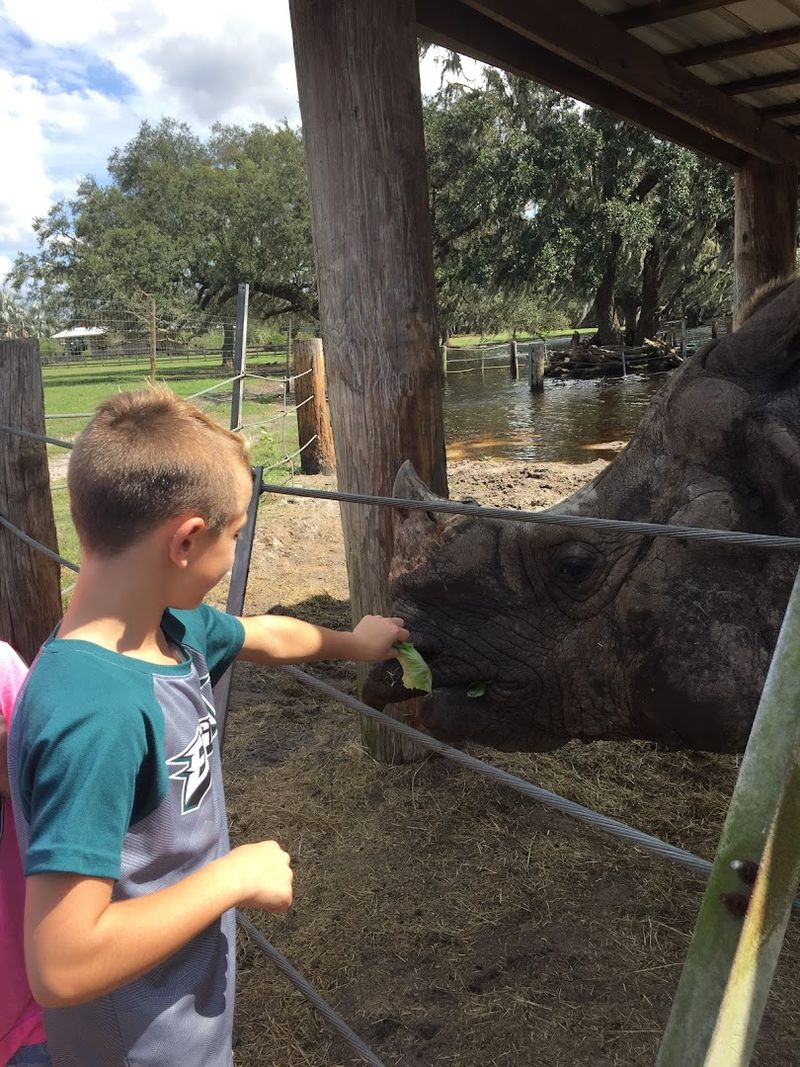 This Small Giraffe Ranch In Florida Is A Unique Way To See African Animals 9 Conservation and Animal Welfare at the Core