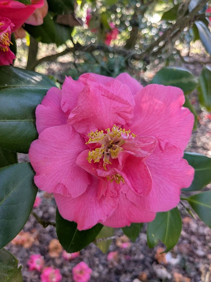 Azaleas and Camellias Bursting Into Bloom
