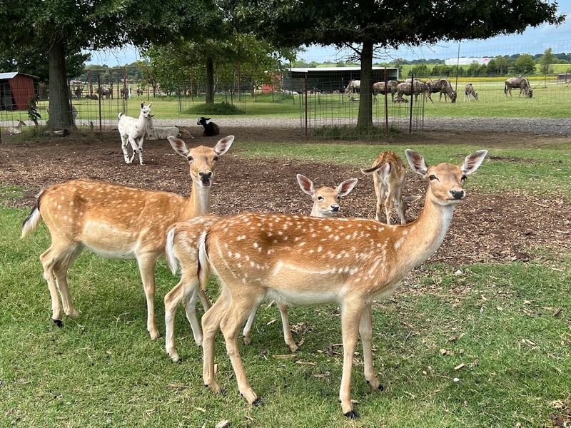 Animal Welfare and the Overall Health of the Herd