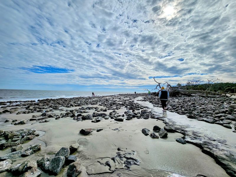 Wildlife and Marine Life Hiding in Plain Sight