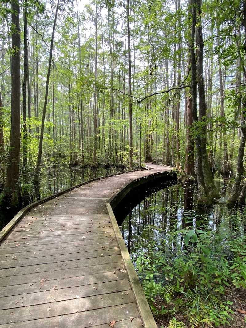 Boardwalk Trail Over the Black Water Swamp