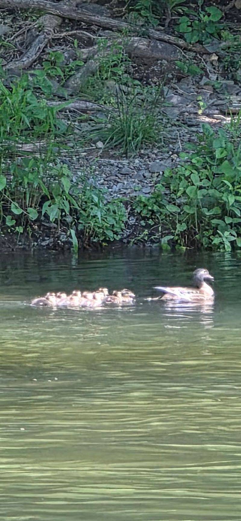 Wildlife Watching Right in Your Backyard