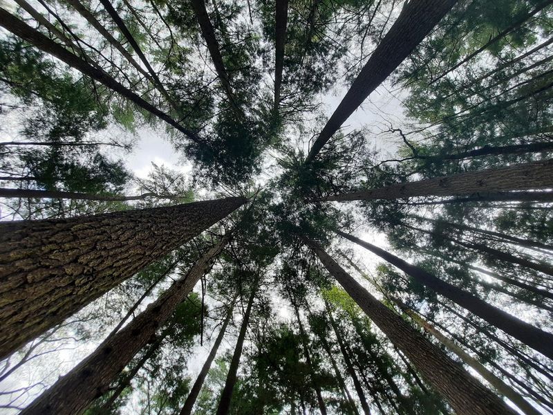 Forest Bathing and Mindfulness in the Woods