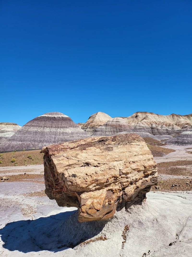 Petrified Wood Scattered Right Along the Path