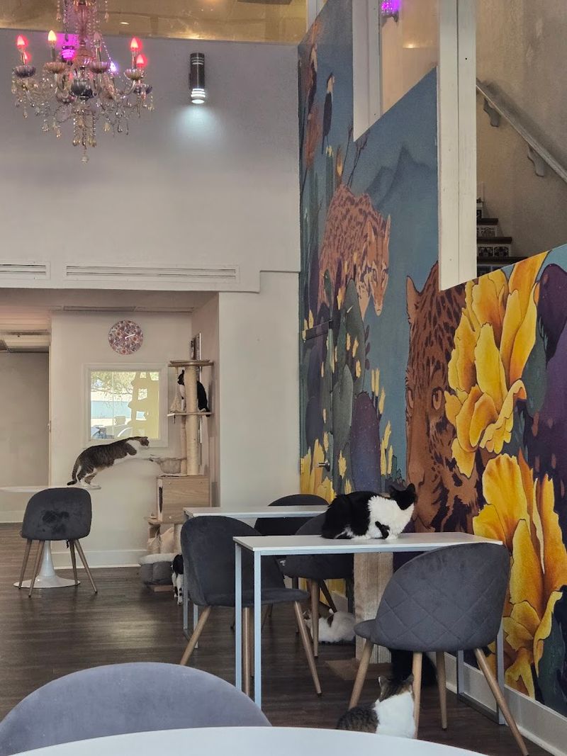This Arizona Cat Cafe Has Become The Kind Of Wholesome Hidden Gem Animal Lovers Can't Stop Talking About 3 Rescue Cats With Real Stories Looking for Forever Homes