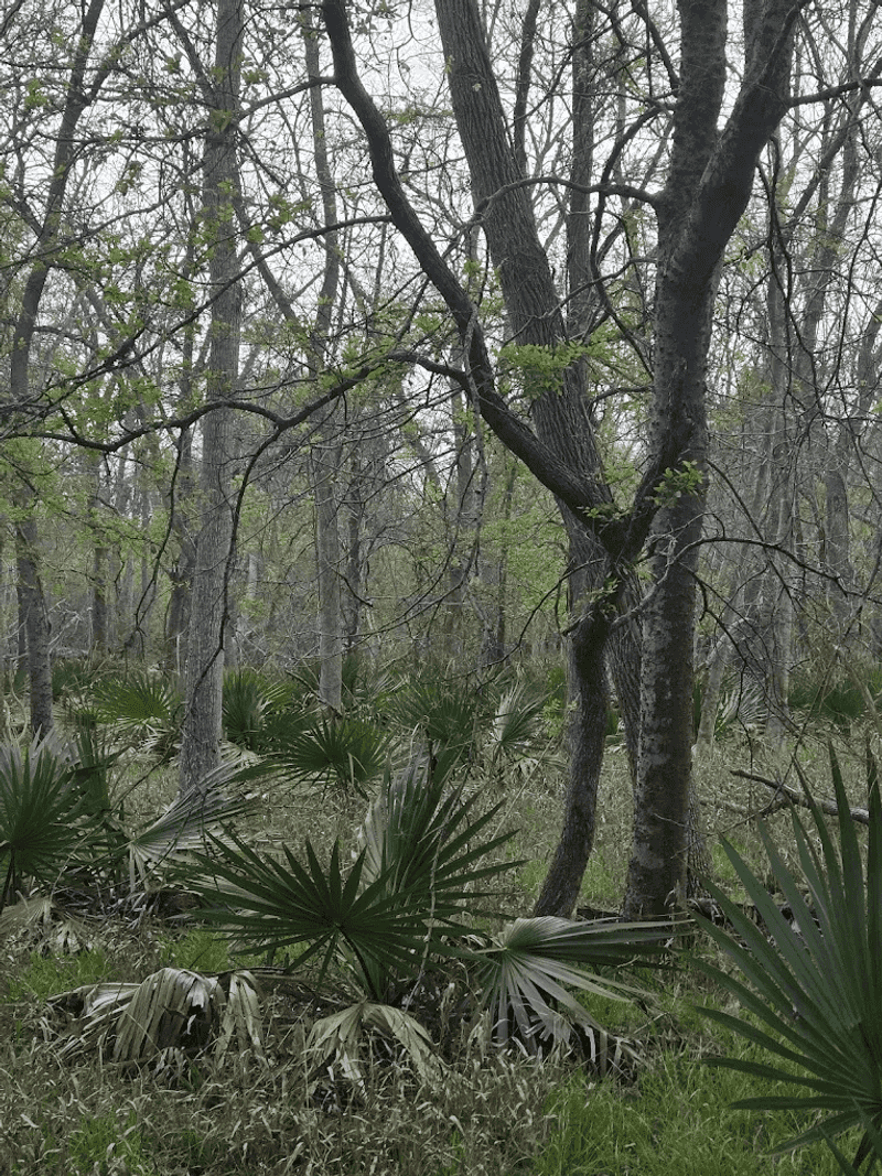 Camping Under a Canopy of Trees