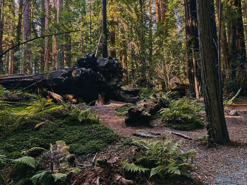 Towering Ferns That Create a Prehistoric Atmosphere