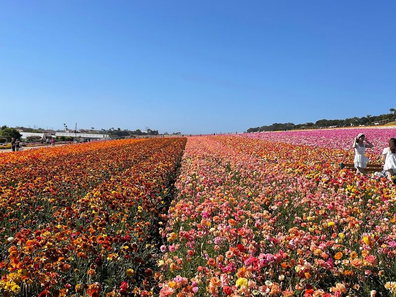 Why It Is Worth the California Drive