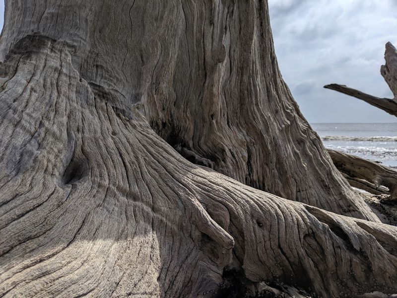The Ancient Driftwood Trees That Define the Beach