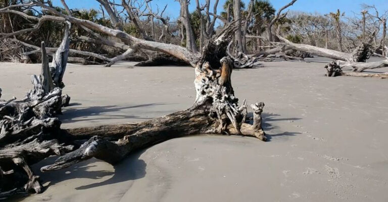 A beautiful driftwood beach in Florida that many people overlook