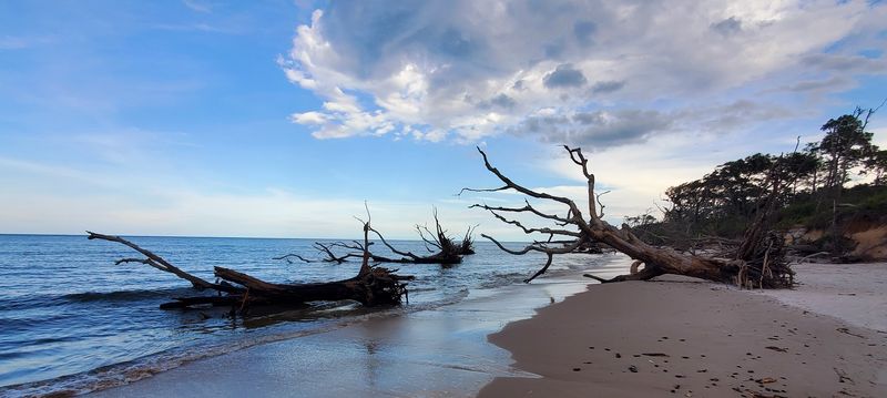 The Ghostly Driftwood Landscape That Defines Boneyard Beach