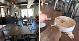 A charming cat cafe in Georgia where you can sip coffee and meet adoptable felines