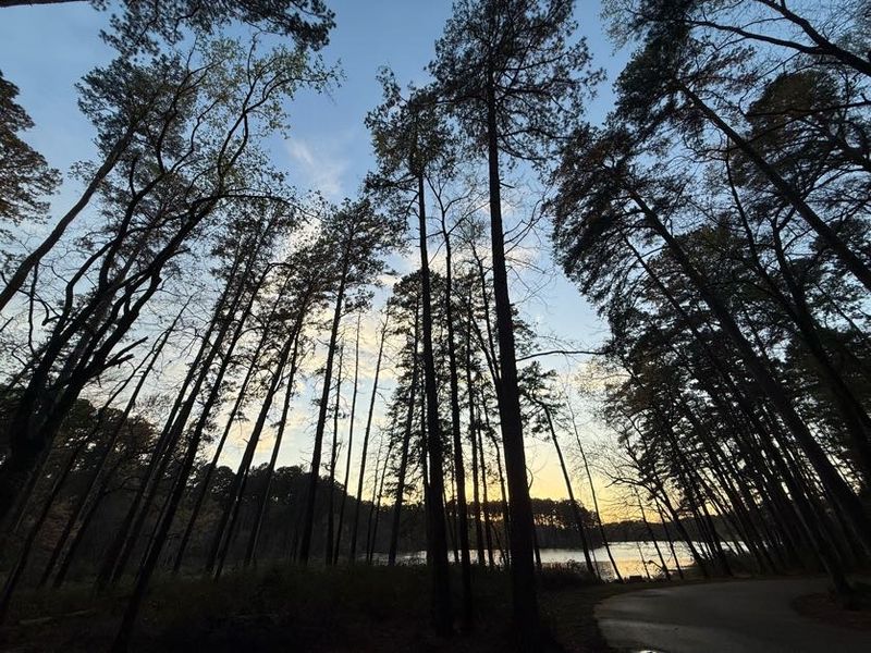 A hidden Texas state park filled with trails, trees, and hardly any crowds 2 Towering Pine Trees That Take Your Breath Away