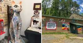 A hidden cat museum in North Carolina that feels truly unique