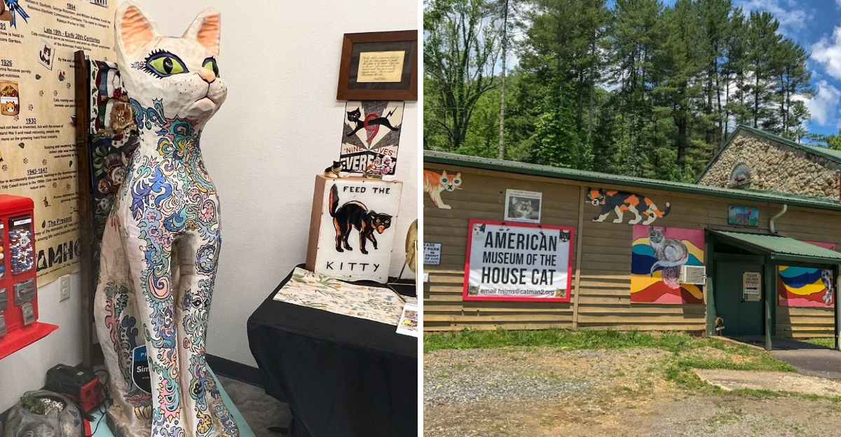 A hidden cat museum in North Carolina that feels truly unique