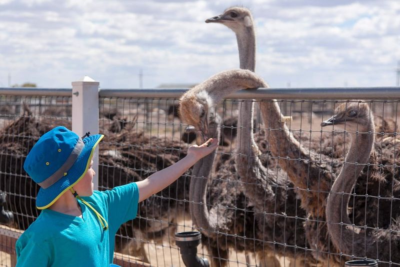 Hand-Feeding the Ostriches