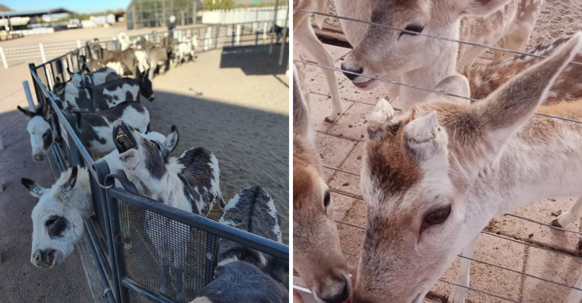 A quirky roadside ranch in Arizona that’s fun for the whole family