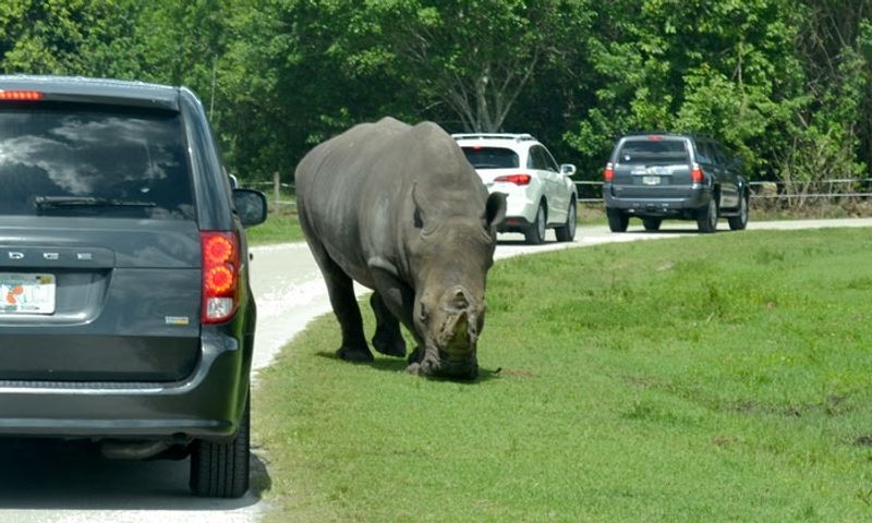 The Drive-Thru Safari Experience