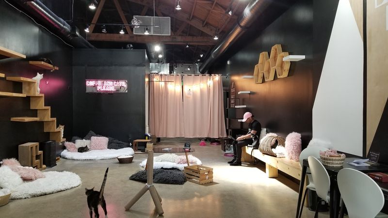 A Cozy Space Designed with Cats in Mind