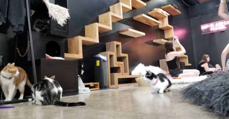 A small California cat cafe filled with adorable kittens