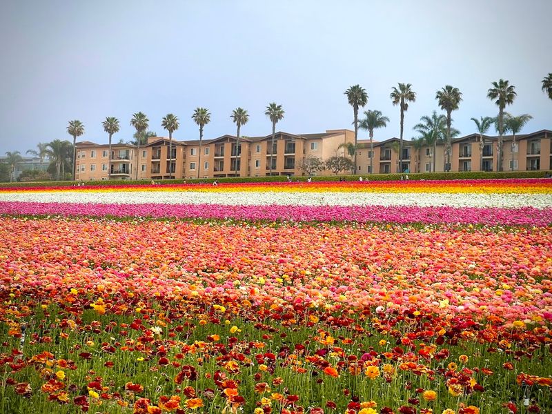 Giant Tecolote Ranunculus Flowers