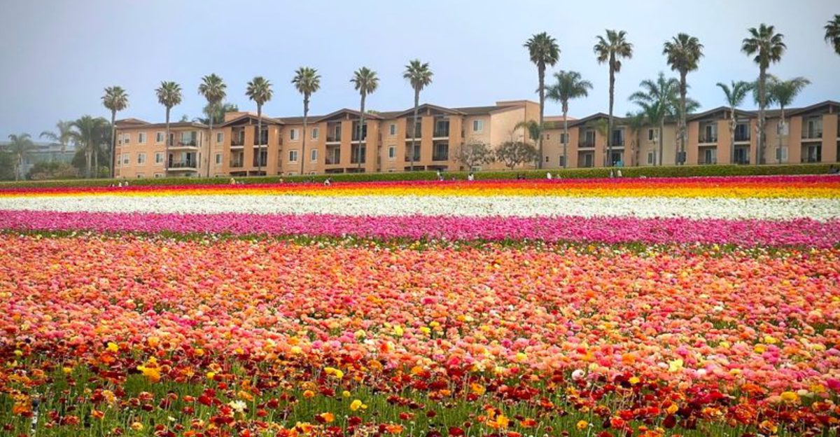 A stunning 50 acre flower field in California that looks almost unreal