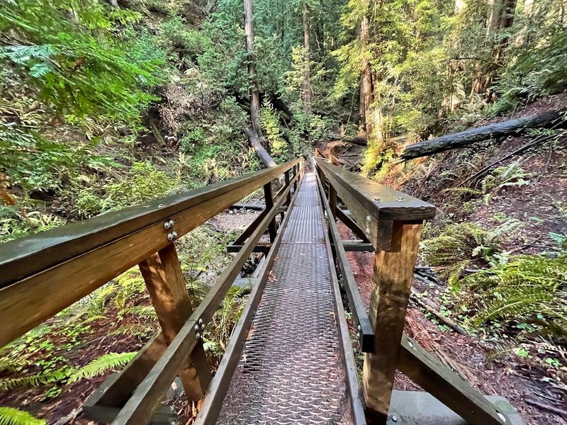 Side Trails That Unlock the Forest's Secret Side