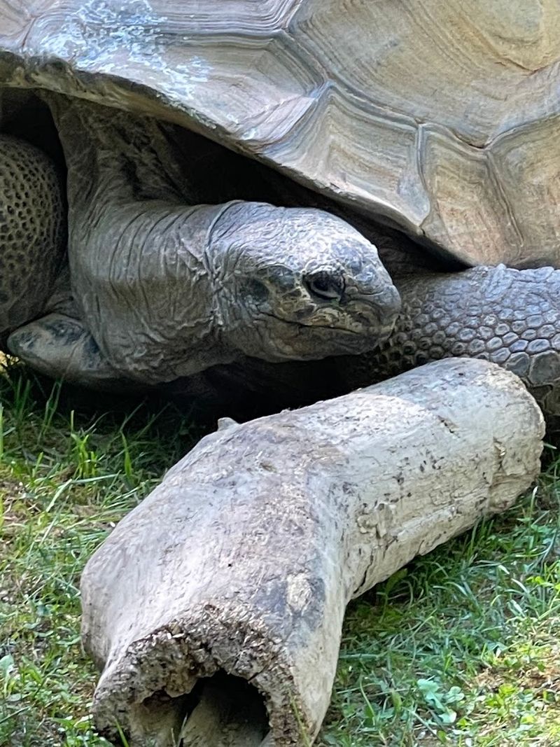 The Classic Carousel