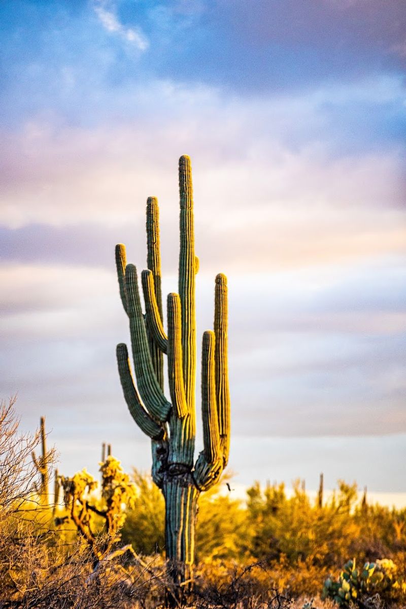 Gila River Indian Community Proximity