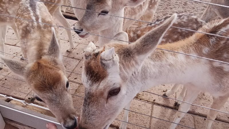 Getting Up Close with Friendly Deer