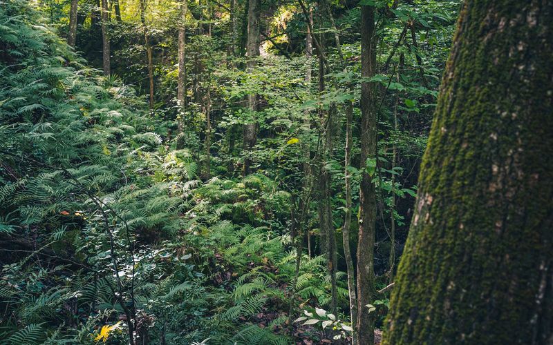 This hidden Florida sinkhole park feels so unexpected it almost passes for something out of another state 11 Wildlife and Birds You Won't Expect to Hear