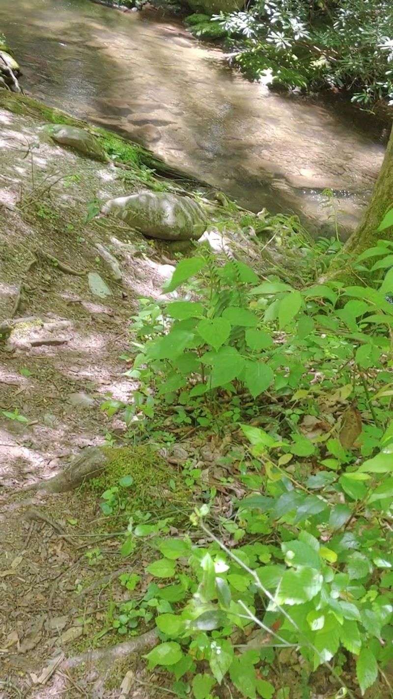 Hiking Trails for Every Skill Level