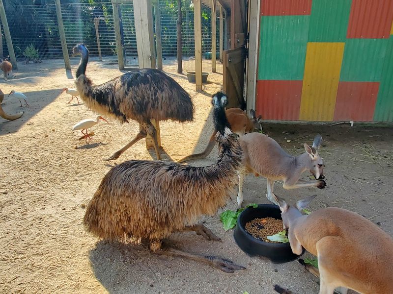 Australia Section with Free-Roaming Kangaroos