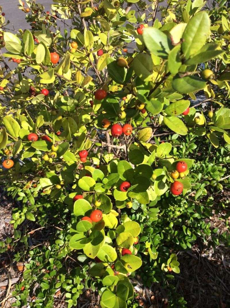 Plants That Grow Well in Florida’s Sandy Soil Without Extra Effort 15 Simpson's stopper