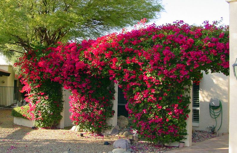 Bougainvillea