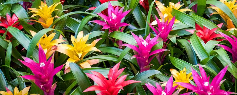 Bromeliad