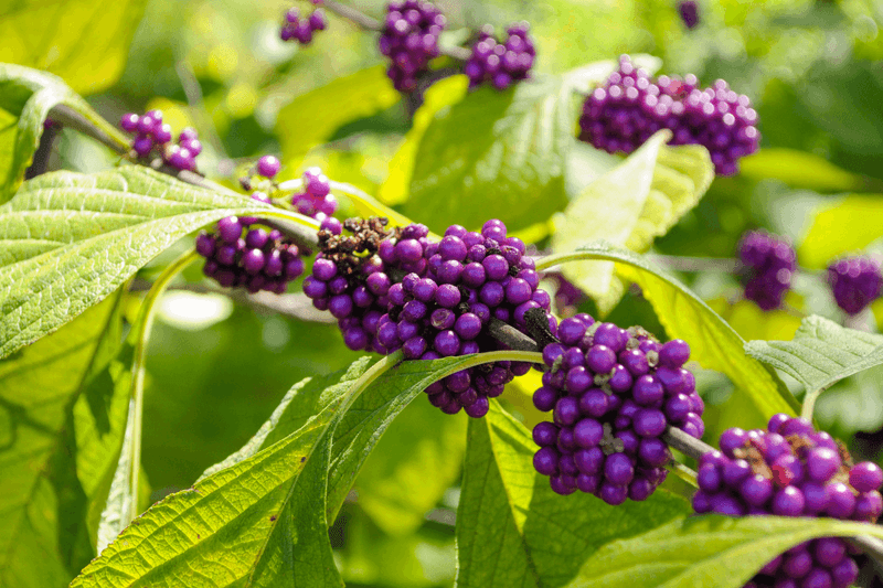 Beautyberry