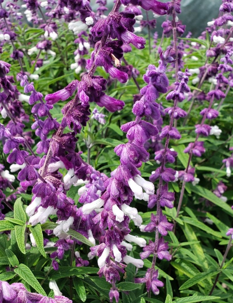 Salvia leucantha