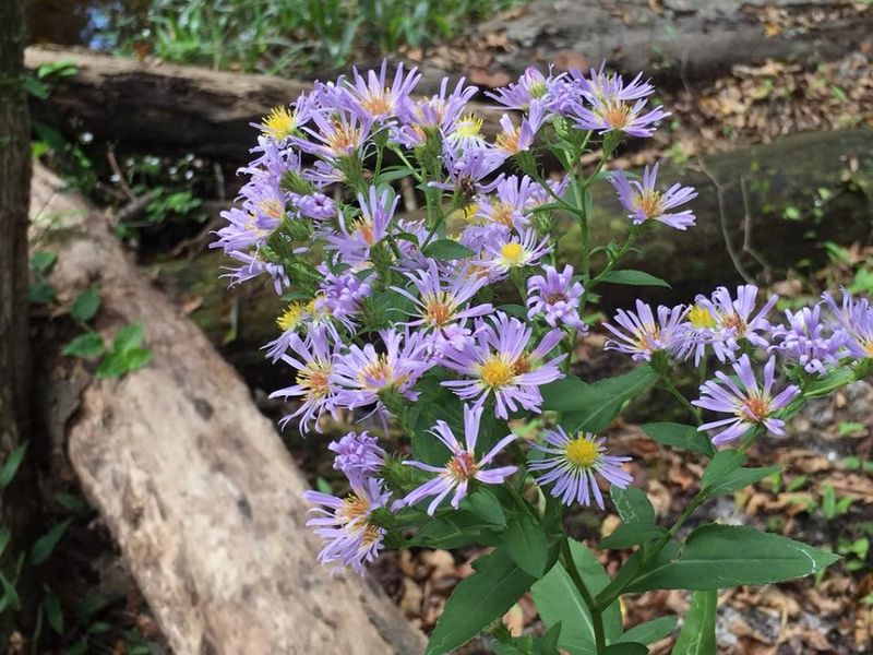 Elliott's Aster