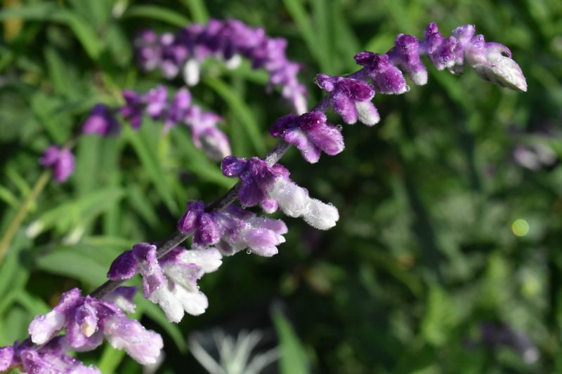 Florida Plants That Bring Butterflies and Bees Into Your Garden Naturally 19 Salvia Leucantha