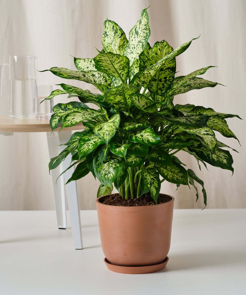Foliage Plants That Bring Bold Color to Florida Gardens Year-Round 16 Dieffenbachia