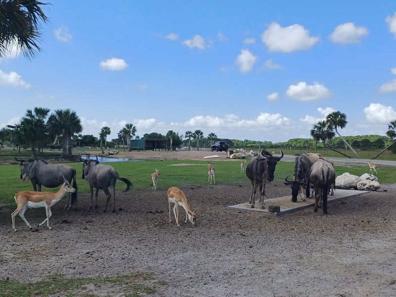 Feeding Stations Along the Safari Route