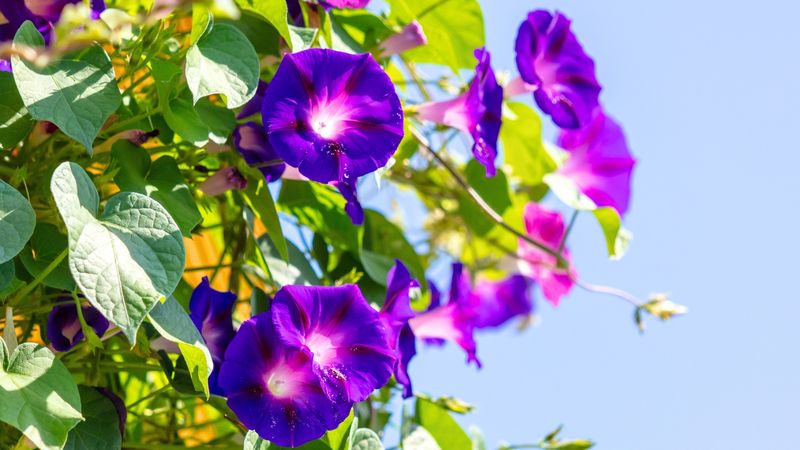 Morning Glory (Ipomoea purpurea)